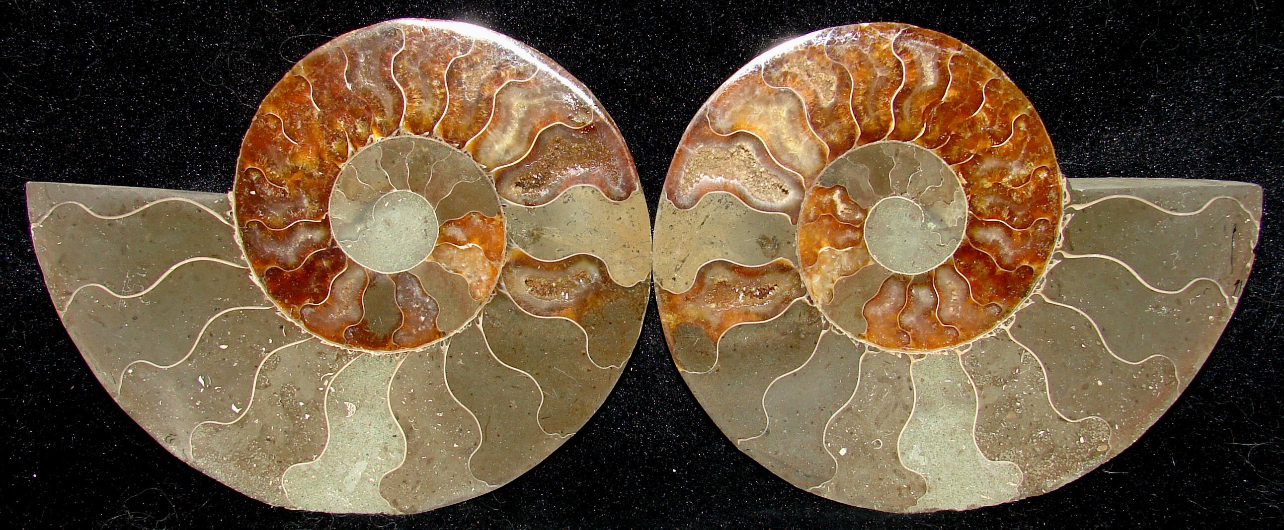 http://www.amethyst-geodes.com/ammoniteset-5.jpg (582341 bytes)